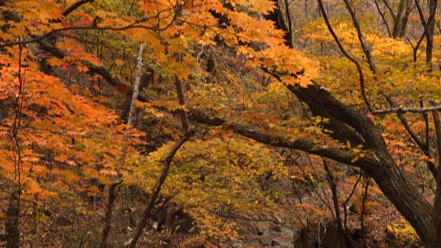 Autumn colors adorn a serene forest creek