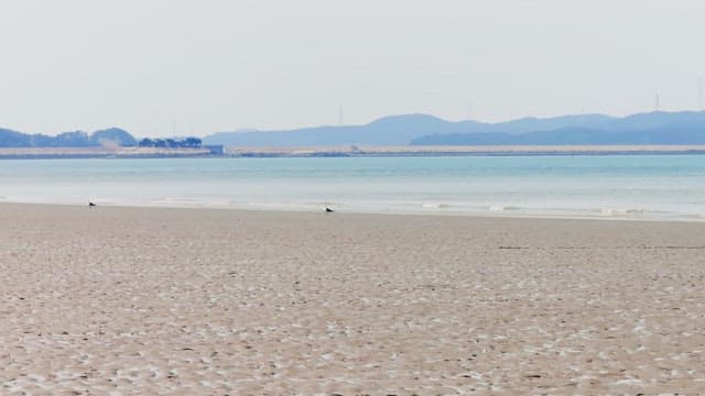 조용한 해변과 갈매기