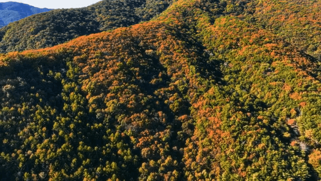 알록달록한 가을 숲 풍경