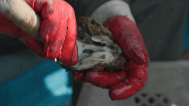Hands cleaning raw oysters