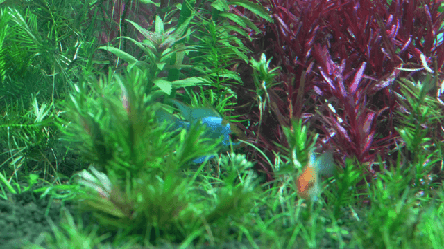 Colorful fish swimming among aquatic plants