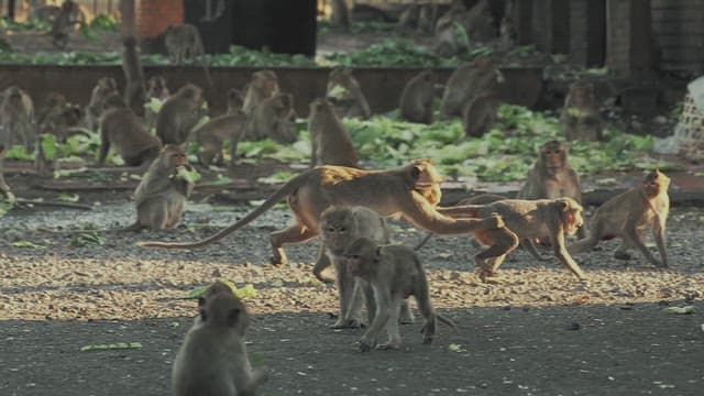 Monkeys in an Alley Eating Greens