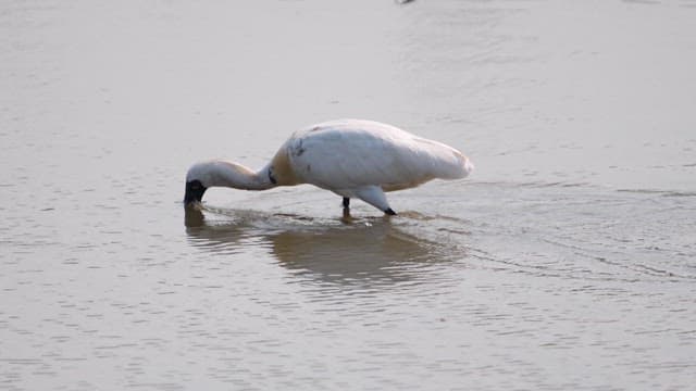 White bird drinking water in a calm lake on a cloudy day.