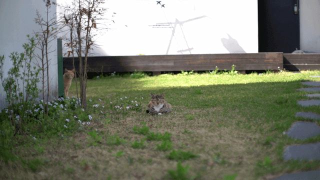 햇살 가득한 정원에서 쉬는 고양이들