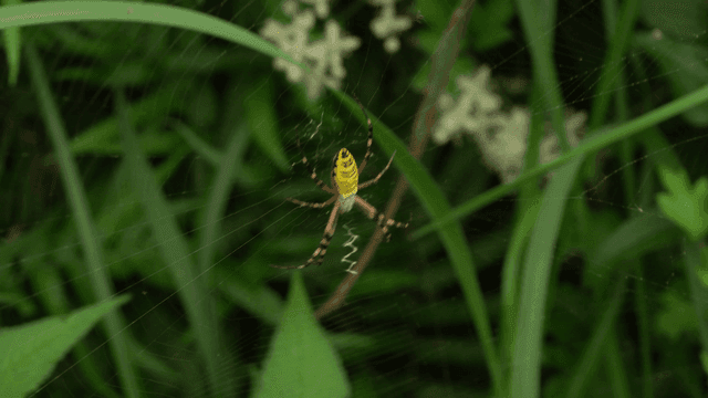 푸른 풀들 사이 거미줄 위의 노란 줄무늬 거미