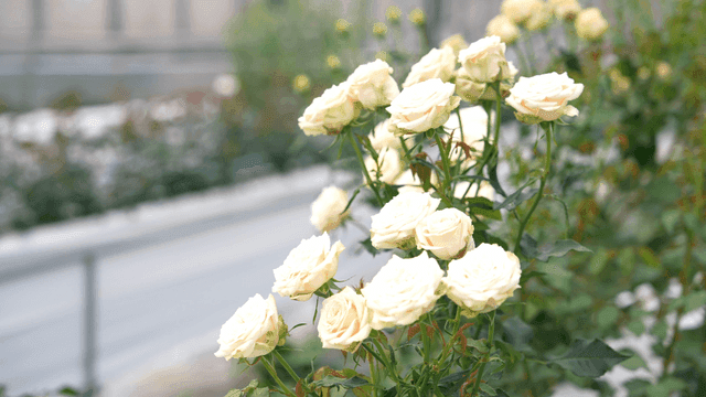 White roses blooming in a garden