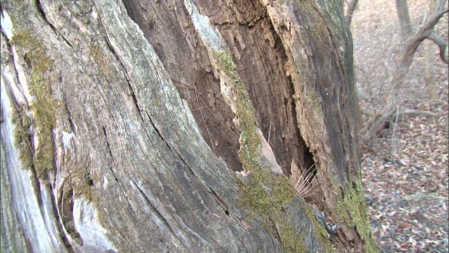 Textured Bark of a Tree in a Forest