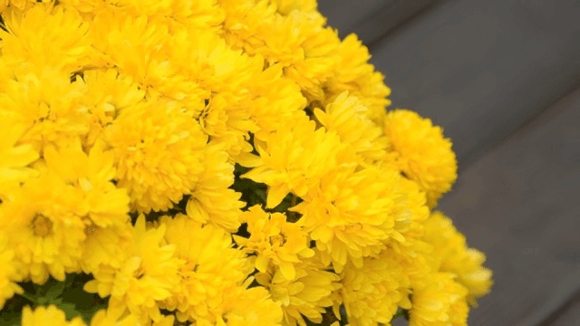 Bright yellow flowers in full bloom
