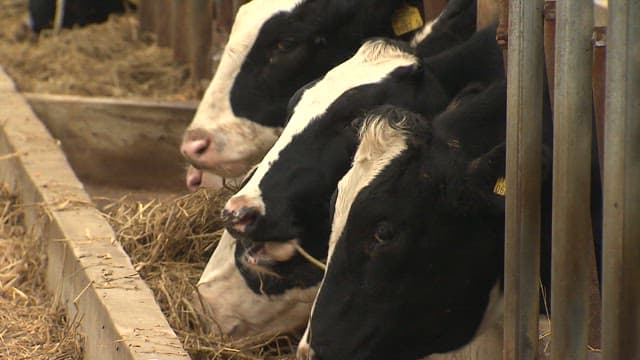 Milk cows feeding in a country barn