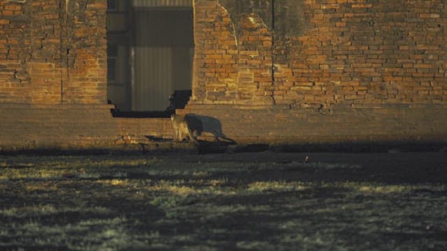 Monkey Exploring Old Brick Ruins at Dawn