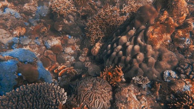 Coral Reef with the Water Shimmering in the Sunlight