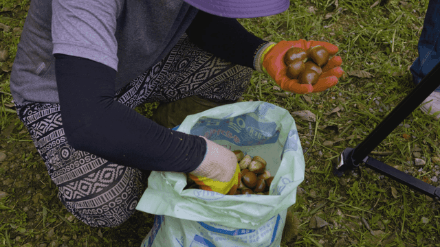 Person who takes chestnuts out of sack and shows them