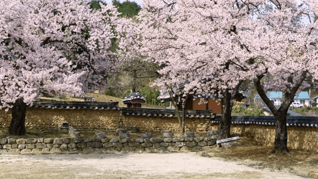 Cherry blossoms next to a traditional Korean house wall