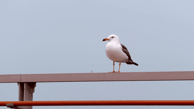 금속 난간에 앉아 있는 갈매기
