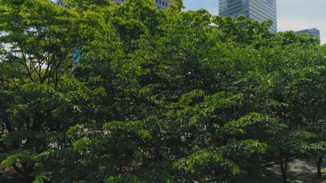 High-Rise Buildings Visible Beyond the Fresh Trees