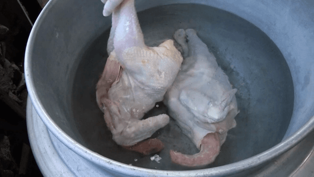 물이 담긴 큰 솥에 생닭 넣기