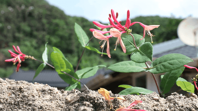 Vibrant flower blooming in a garden