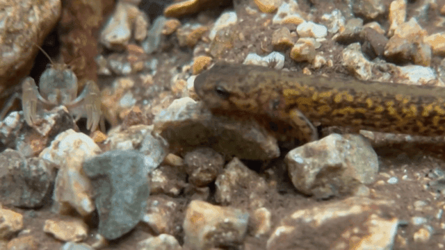 Crayfish and salamander in clear stream