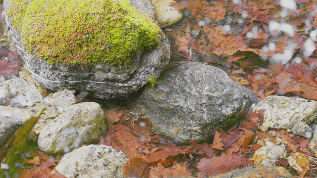 흐르는 시냇물 속 이끼 낀 바위