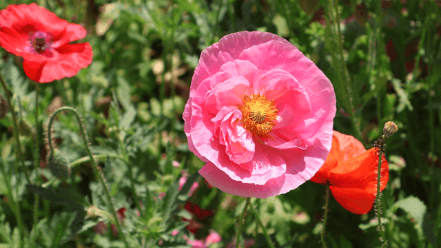정원에서 피어나는 화려한 분홍색 꽃
