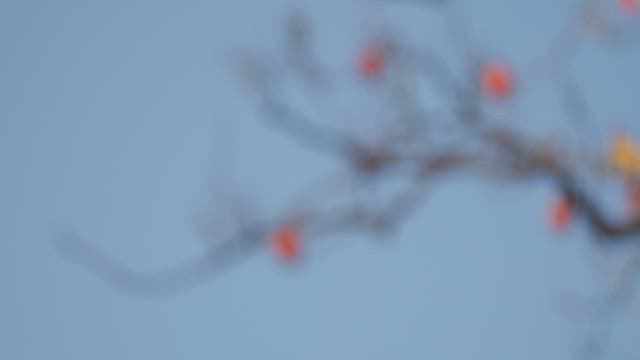 나무에서 매달린 감