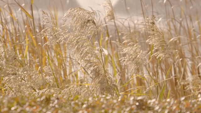 Golden reeds swaying in the gentle breeze