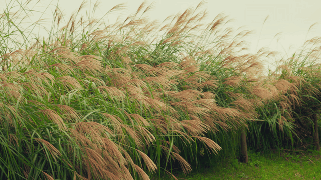 Tall silver grasses gently swaying in the wind