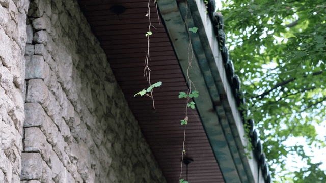 건물에서 늘어진 덩굴