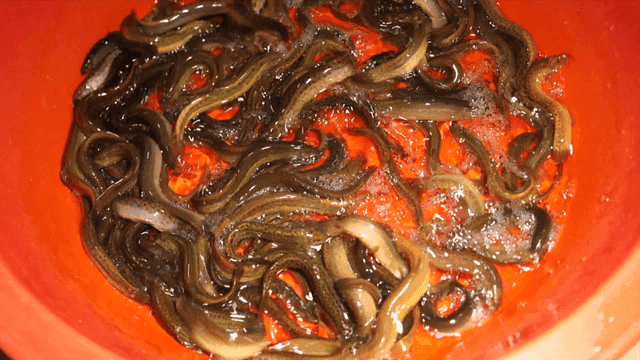 뚜껑이 열리는 살아있는 미꾸라지