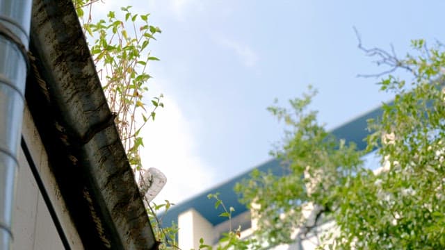 Plants growing on a rooftop with a clear sky