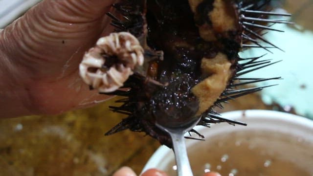 Person who removes impurities from fresh sea urchins