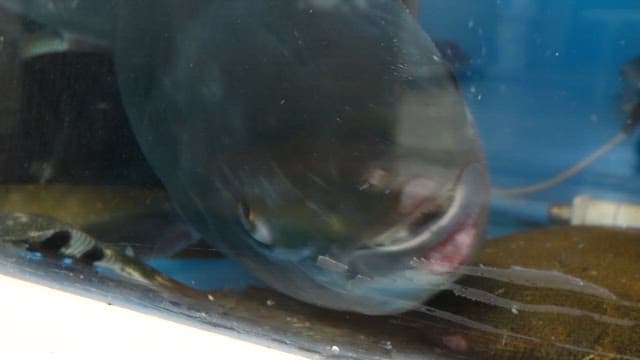 수조 속에서 헤엄치는 방어