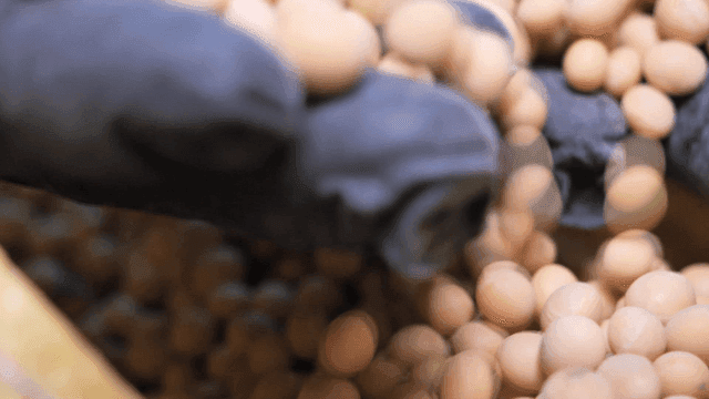 Soybeans being handled with care
