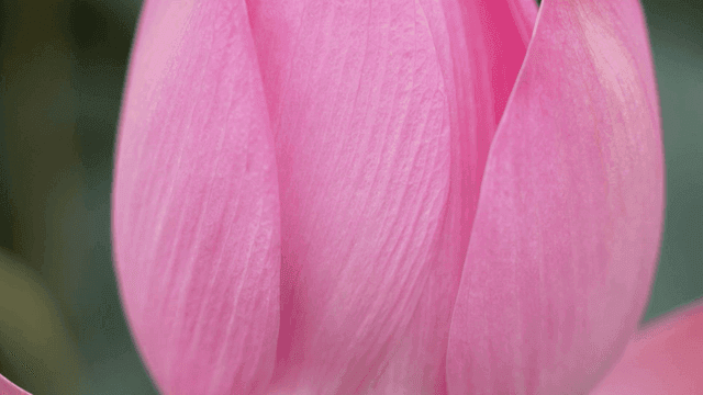 Close-up of soft pink lotus petals