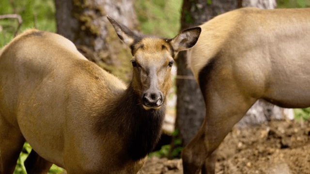 숲 속 나무 사이에 서 있는 사슴
