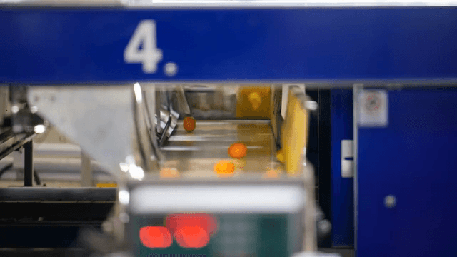 공장 컨베이어 벨트 위의 귤