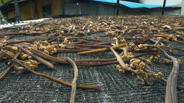 그물 위에서 햇볕에 말리는 고사리