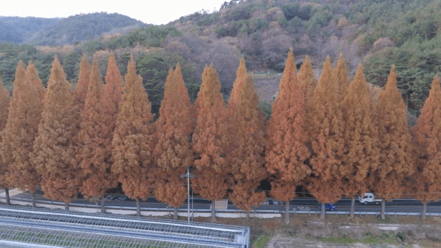 Autumn trees lining a rural road