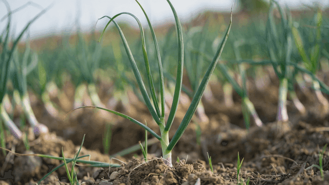 Green onions growing in a field