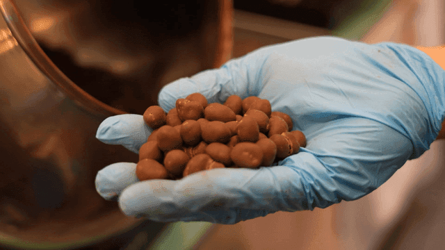 Gloved hand holding chocolate-coated nuts