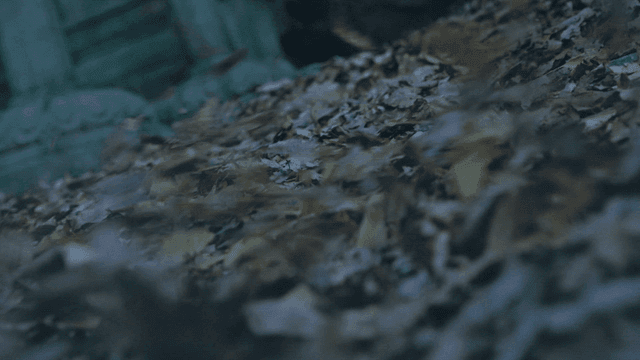 새벽 바람에 날리는 낙엽들