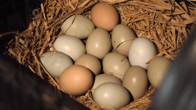 짚으로 만든 둥지 속의 달걀들