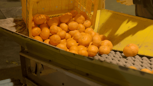 Worker sorting tangerines on conveyor belt