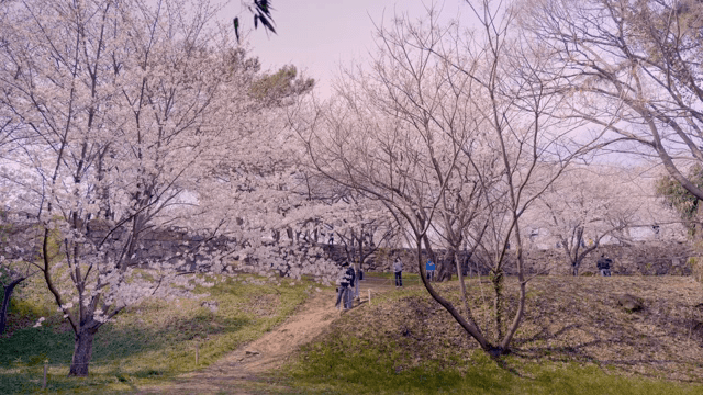 Cherry blossoms in full bloom in a park