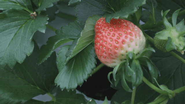 Ripe strawberry among green leaves