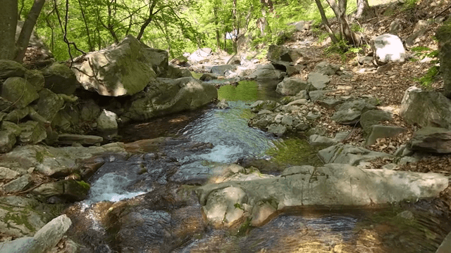 Tranquil forest stream with rocks