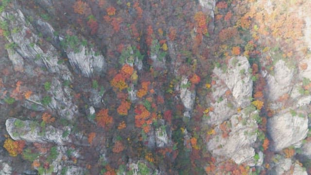 Colorful autumn foliage on rocky mountains