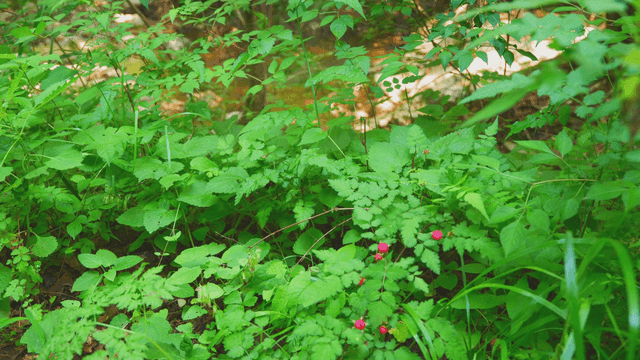 작은 빨간 열매가 있는 푸른 식물