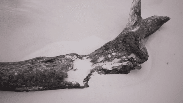 모래사장 위의 유목