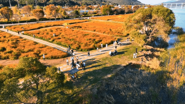 사람들이 활기찬 꽃밭을 걷고 있는 모습